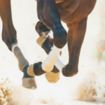 Equestrian