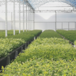 horticulture